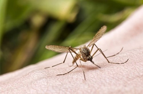 被蚊虫叮咬后,除了花露水你还知道用什么?