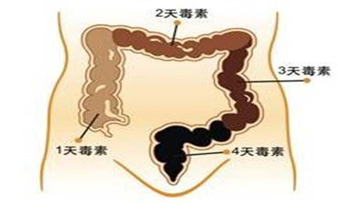 腸道是身體最大的「藏毒點」