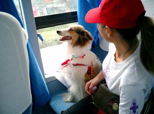 暈車原因與應對：什麼導致暈車及飲食建議