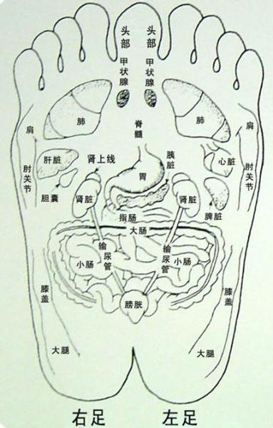 人體腳部穴位圖：足部高清穴位示意圖解