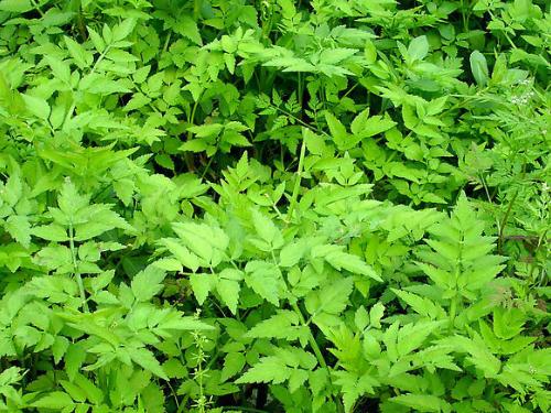 綠色植物環境修復:吸收降解污染物的新科技