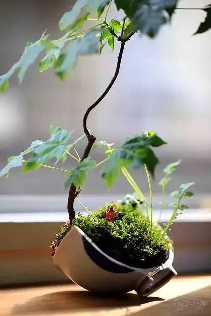 打破花盆别扔！变身迷你奇幻花园