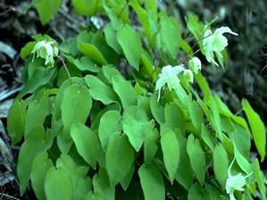 腎處的治療方法