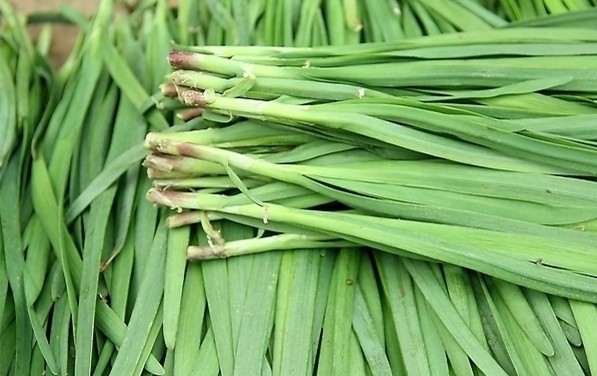 男人肾虚吃什么?补肾食物与药物全攻略
