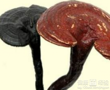 老年人灵芝食用方法 五种服用方法介绍
