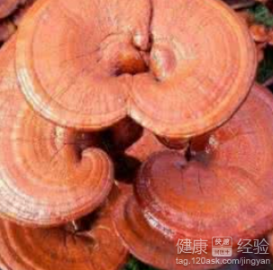 老年人灵芝食用方法 五种服用方法介绍
