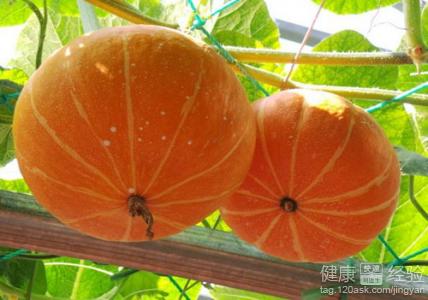 四大黃色食物健脾養胃