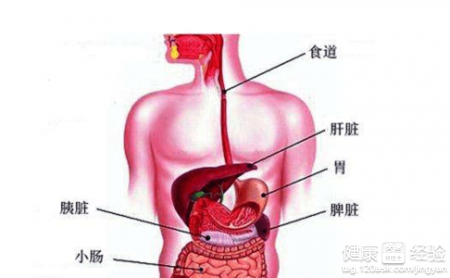 健脾补氣的食物推薦