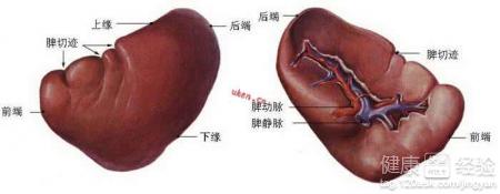 健脾补氣的食物推薦