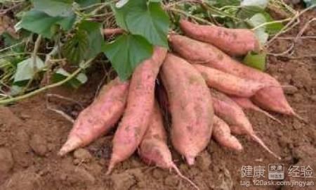 如何健脾补脾：方法与建议