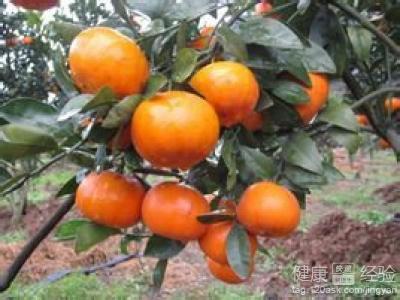 春季开胃健脾的食物推荐