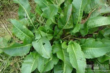 春季野菜指南：5種必吃野菜盤點與營養功效