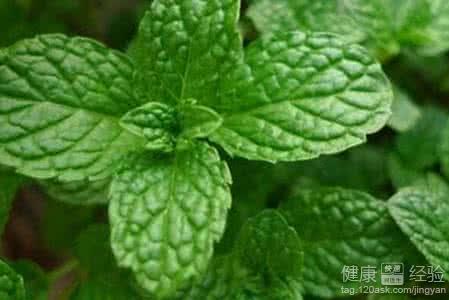 薄荷葉的功效與作用及食用禁忌