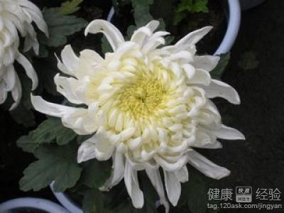 杭菊與杭白菊是否為同一種菊花？