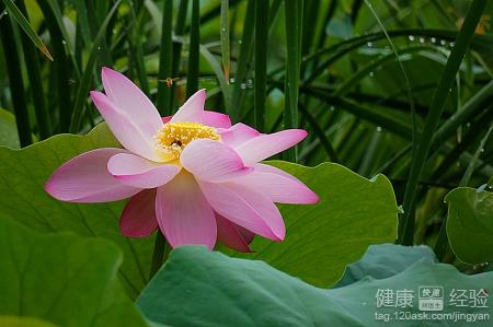 蓮花的象徵意義與蓮子養生功效全解
