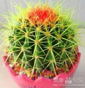 家居環境要注意：五類物品不宜帶入家中
