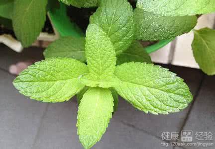 薄荷葉的功效與作用及食用方法