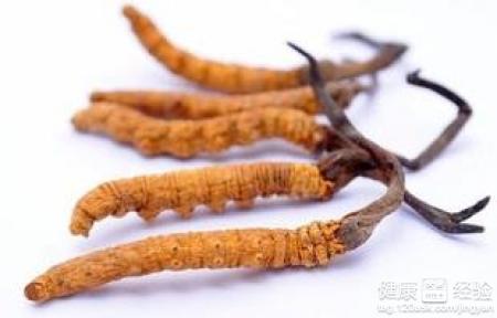 冬虫夏草究竟是虫还是草？一文說清其性質、功效與適用對象
