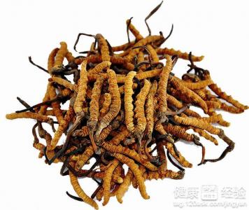 冬虫夏草究竟是虫还是草？一文說清其性質、功效與適用對象