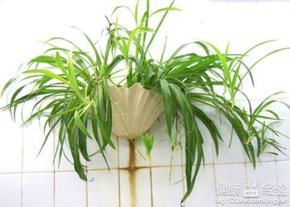 冬季室內干燥養什麼花好？推薦幾款實用又好看的綠色植物