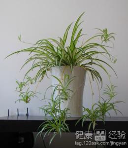 冬季室內干燥養什麼花好？推薦幾款實用又好看的綠色植物