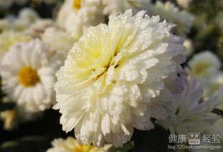 菊花茶的正确泡法与功效
