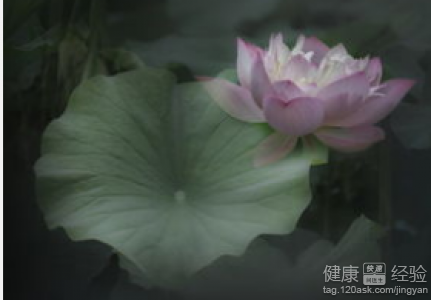 荷葉灰真的能減肥嗎？正確使用與減肥原理全解析