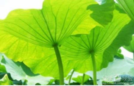 荷葉灰真的能減肥嗎？正確使用與減肥原理全解析