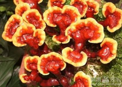 五大食用靈芝的健康養生方法