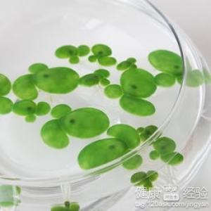 浮萍的健康功效與作用解析