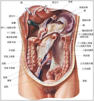 人體最髒的四個部位：頭皮、口腔、腋窩與腸道