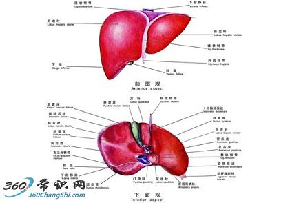 各类肝病食疗配方:冬季饮食调理指南