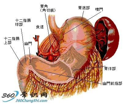 胃疼怎麼辦?三個經驗偏方調養胃病