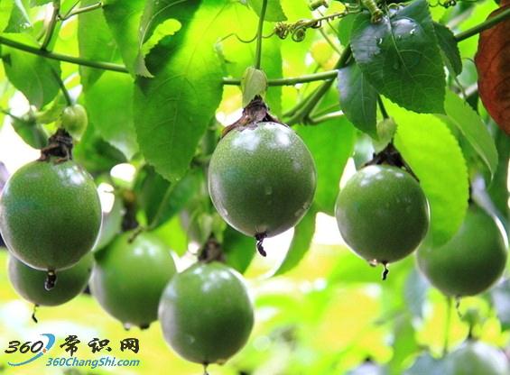 百日咳怎麼辦?傳統偏方與治療建議