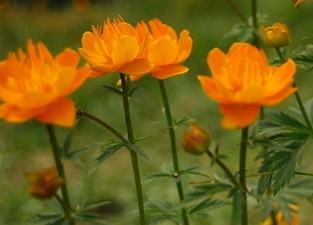 各種花茶的調理偏方大全