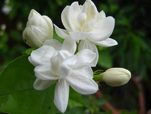各種花茶的調理偏方大全