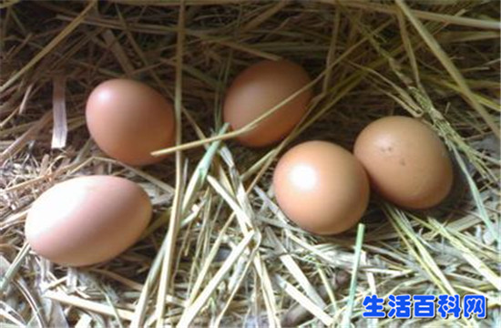 雞蛋、鴨蛋、鵝蛋營養對比：哪種最有益健康？