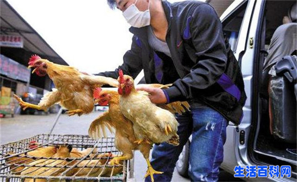 H7N9禽流感：4招教你安心吃鸡，安全又放心