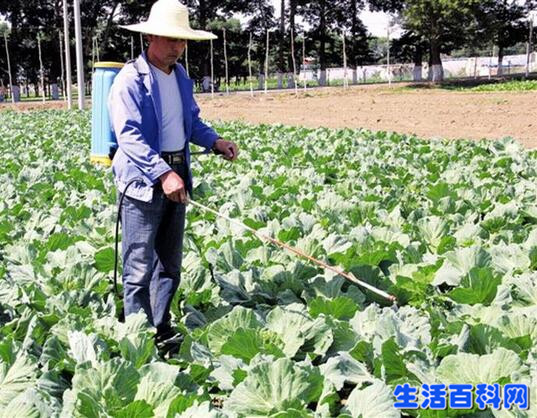 长得越丑的蔬菜水果更安全更好吃?真相揭秘