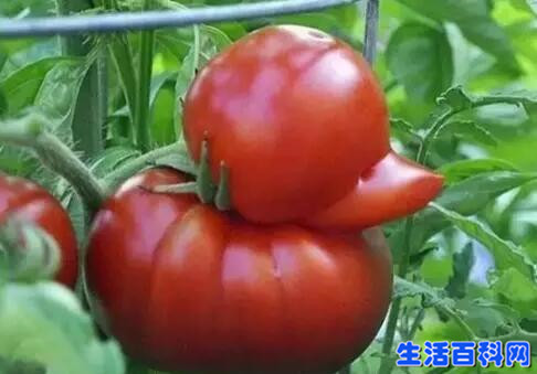长得越丑的蔬菜水果更安全更好吃?真相揭秘