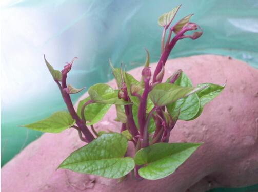 紅薯、馬鈴薯、蒜頭發芽後還能吃嗎?詳細解答與保存建議