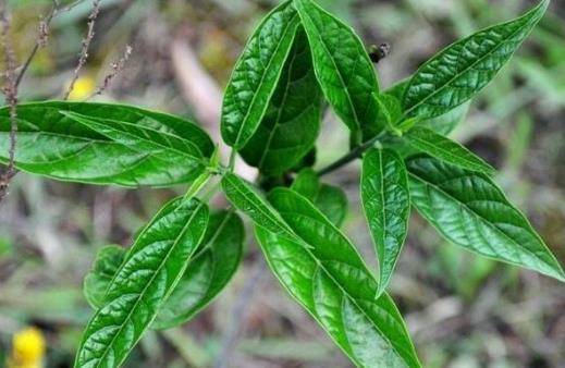 食用野菜注意事項：性味與安全食用指南