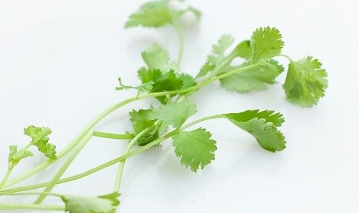 香菜食用警示:氣處體質者應謹慎食用