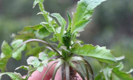 這些野菜營養又好吃 你吃過嗎?