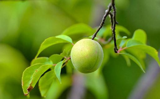 吃梅子醋有哪些好處？開胃助消化與健康製法全解析