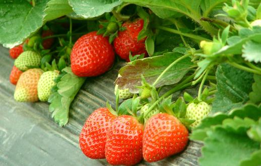 草莓農藥殘留怎麼辦?安全食用指南4步走