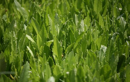 警惕致命野菜:不可亂吃的品種與安全食用指南