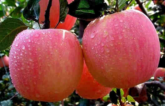 常吃蘋果的六大好處 美容養顏降血脂