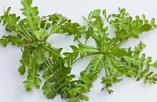 春季吃什麼野菜好？四種常見食用野菜介紹