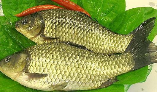 春季吃魚指南:哪種魚最新鮮營養?